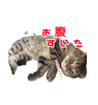 猫でコミュニケーション（個別スタンプ：15）