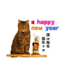 猫でコミュニケーション（個別スタンプ：16）