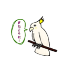 富山弁のオウム。（個別スタンプ：5）