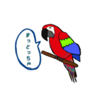 富山弁のオウム。（個別スタンプ：8）