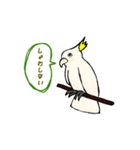 富山弁のオウム。（個別スタンプ：9）