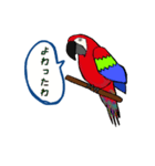 富山弁のオウム。（個別スタンプ：10）
