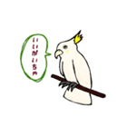 富山弁のオウム。（個別スタンプ：11）