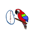 富山弁のオウム。（個別スタンプ：16）