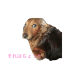 我が家のペット追加！（個別スタンプ：7）