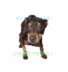 我が家のペット追加！（個別スタンプ：10）