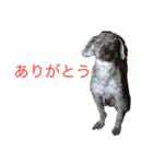 我が家のペット追加！（個別スタンプ：16）