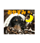 うちのハル子（個別スタンプ：5）