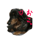 うちのハル子（個別スタンプ：8）