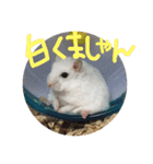 しんたろうの一日。（個別スタンプ：1）