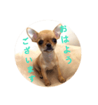 すみれのチワワスタンプ①（個別スタンプ：1）