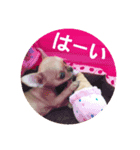 すみれのチワワスタンプ①（個別スタンプ：2）