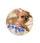 すみれのチワワスタンプ①（個別スタンプ：5）