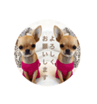 すみれのチワワスタンプ①（個別スタンプ：8）