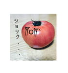 全部トマト（個別スタンプ：17）