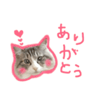 魅惑のれお猫スタンプ（個別スタンプ：1）
