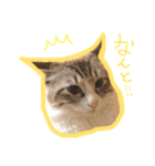 魅惑のれお猫スタンプ（個別スタンプ：2）
