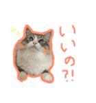 魅惑のれお猫スタンプ（個別スタンプ：3）