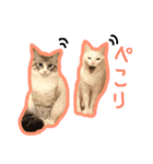 魅惑のれお猫スタンプ（個別スタンプ：4）