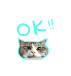 魅惑のれお猫スタンプ（個別スタンプ：6）