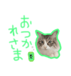 魅惑のれお猫スタンプ（個別スタンプ：9）