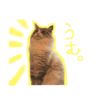 魅惑のれお猫スタンプ（個別スタンプ：11）
