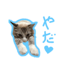 魅惑のれお猫スタンプ（個別スタンプ：12）