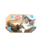 魅惑のれお猫スタンプ（個別スタンプ：14）