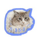 魅惑のれお猫スタンプ（個別スタンプ：16）