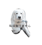 子供達とレオ（個別スタンプ：4）