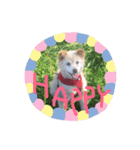 愛犬、ピンキー。時々モモ。（個別スタンプ：1）