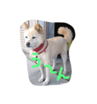 愛犬、ピンキー。時々モモ。（個別スタンプ：2）