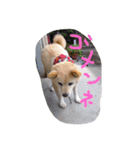 愛犬、ピンキー。時々モモ。（個別スタンプ：3）