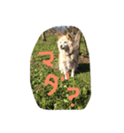 愛犬、ピンキー。時々モモ。（個別スタンプ：4）