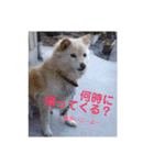 愛犬、ピンキー。時々モモ。（個別スタンプ：5）