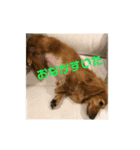 愛犬、ピンキー。時々モモ。（個別スタンプ：6）