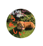 愛犬、ピンキー。時々モモ。（個別スタンプ：7）