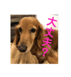 愛犬、ピンキー。時々モモ。（個別スタンプ：8）