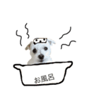 なるごまスタンプ。（個別スタンプ：21）