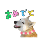なるごまスタンプ。（個別スタンプ：36）