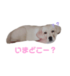 ラブラドールレトリバーのラブちゃんpart2（個別スタンプ：15）