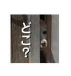 らきおのスタンプ。（個別スタンプ：5）