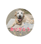 らきおのスタンプ。（個別スタンプ：15）