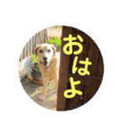 らきおのスタンプ。（個別スタンプ：20）