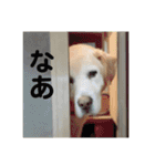 らきおのスタンプ。（個別スタンプ：23）