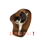 ねこしぐさ1（個別スタンプ：3）