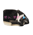 ねこしぐさ1（個別スタンプ：5）
