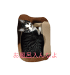 ねこしぐさ1（個別スタンプ：6）