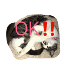 ねこしぐさ1（個別スタンプ：7）