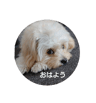 チワプーハチミツ（個別スタンプ：1）